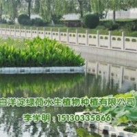 荷花、荷花種苗價(jià)格、綠荷水生