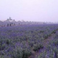 云南薰衣草_愛萍花卉苗木_優(yōu)質(zhì)薰衣草