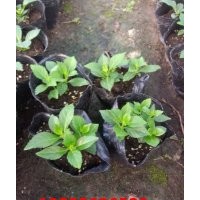 綠化草花繡球小苗批發(fā)基地