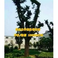 金革銀杏_銀杏樹價(jià)格_銀杏樹價(jià)格表