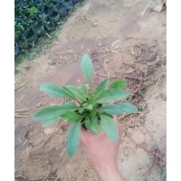 綠化草花金雞菊批發(fā)價格，圖片