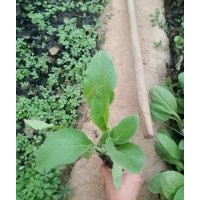 綠化草花毛地黃多少錢一盆