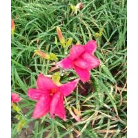優(yōu)質(zhì)紅運萱草批發(fā)丶紅運萱草丶紅運萱草價格