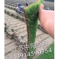 馬尼拉，混播黑麥草：狗牙根(百慕大)，天堂草，草坪卷，草坪毯，