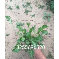 大賓菊品種大全 大濱菊圖片 大濱菊價格 大濱菊種植基地