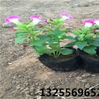 夏堇有幾種顏色 夏堇照片 供應(yīng)綠化草花夏堇 夏堇價格 夏堇品種大