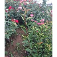 紅葉石楠價格表 紅葉石楠批發(fā) 紅葉石楠照片 供應(yīng)紅葉石楠