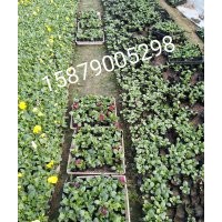 江西省南昌市哪里有冬季草花石竹羽衣甘藍(lán)；三色堇金盞菊甜菜賣