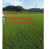 馬尼拉草坪苗木基地大量供應