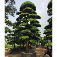萬(wàn)達(dá)苗圃、羅漢松、10公分造型羅漢松