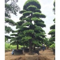 日本造型羅漢松,造型羅漢松,萬(wàn)達(dá)苗圃(圖)