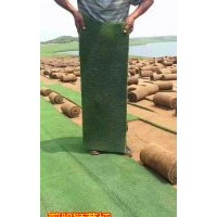 四季青混播果嶺草草坪價格