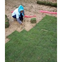 云南文山富寧蒙自哪里有馬尼拉草
