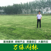 馬尼拉草坪
