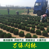 黑麥草草坪