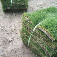 供應臺灣二號草皮結縷草坪