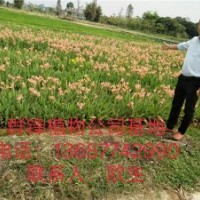 基地大量直銷水生美人蕉-首選群鋒水生植物有限公司