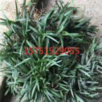 江蘇吉祥草價格 供應