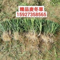 麥冬草基本直銷—中葉、細(xì)葉麥冬—闊葉麥冬草—產(chǎn)地貨源—低價(jià)供