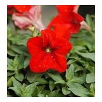 供應(yīng)矮牽牛，牽牛花，矮牽?；?/></a>
<div><a href=