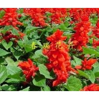 供應(yīng)一串紅，一串紅價(jià)格，一串紅圖片