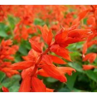 供一串紅 萬壽菊 矮牽牛 三色堇