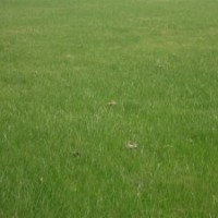 低于市場(chǎng)價(jià)1-2毛銷售各種綠化草坪