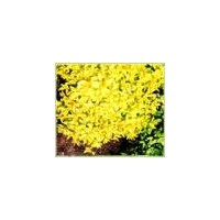 金山繡線菊、金焰繡線菊、珍珠繡線菊