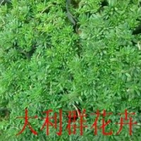 帶營養(yǎng)缽的佛甲草