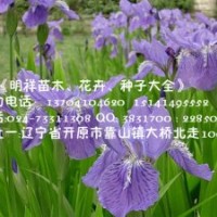 遼寧藍蝴蝶鳶尾