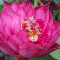 觀賞荷花