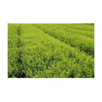 供應(yīng)金葉女貞 黃楊 冬青 鳶尾 衛(wèi)矛 水蠟等