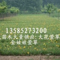 大量直銷地被花草：鳶尾、萱草、玉簪、麥冬草、美人蕉、蔥蘭、蝴