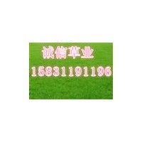 草坪 綠化草坪 優(yōu)質(zhì)草坪