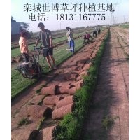 草坪 草種