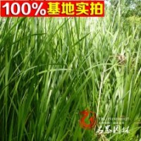 直銷(xiāo)水生植物水生花卉鳶尾菖蒲