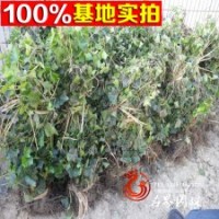 基地大量供應(yīng)常青藤.常青藤小苗