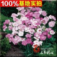 基地長(zhǎng)期供應(yīng)彩色地被植物地被石竹