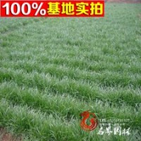 大量批發(fā)供應(yīng)黑麥草各種優(yōu)質(zhì)草坪