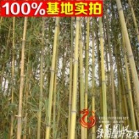 基地低價(jià)供應(yīng) 各種規(guī)格的黃金竹