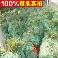 低價出售大量優(yōu)質(zhì)麥冬草價格從優(yōu)