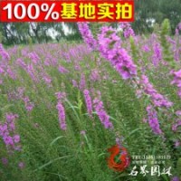 水生植物水生花卉千屈菜千屈苗批發(fā)
