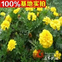 大量供應(yīng)各種草花一串紅萬壽菊等