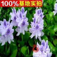 大量批發(fā)水生植物水葫蘆苗鳳眼蓮