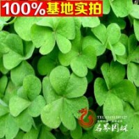 基地長(zhǎng)期供應(yīng)三葉草，量大優(yōu)惠