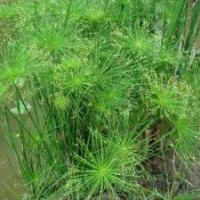 供應(yīng)水生植物埃及莎草，推薦懿鴻水生植物