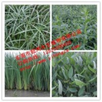 供應(yīng)水生植物風(fēng)車草，推薦懿鴻水生植物