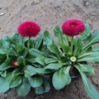 時(shí)令草花價(jià)格 時(shí)令草花基地 時(shí)令草花批發(fā)