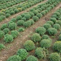 國慶菊批發(fā) 山東國慶菊價(jià)格 青州國慶菊基地