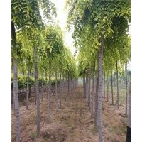 上海金葉垂榆_彩葉園林_金葉垂榆繁育
